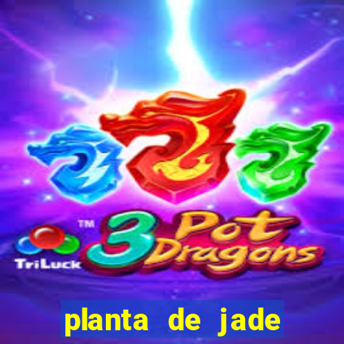 planta de jade significado espiritual